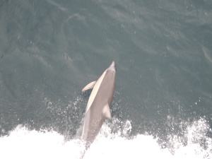 Dolphin surfing the wake on the bow